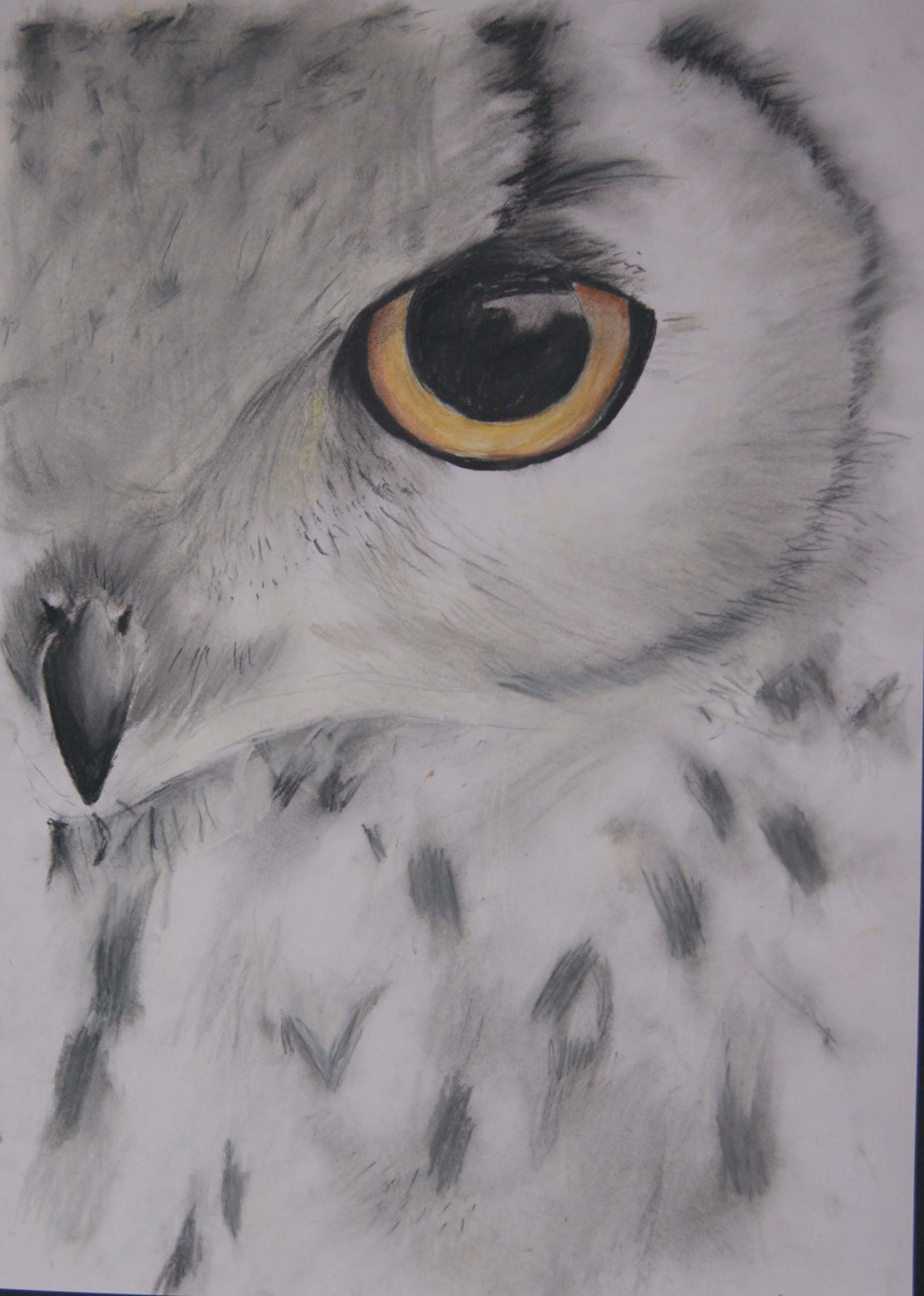 Snowy Owl The Croft Age 11